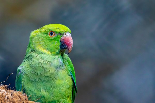 Welche adaptiven Merkmale haben Tiere entwickelt, um in der Wüste zu überleben?